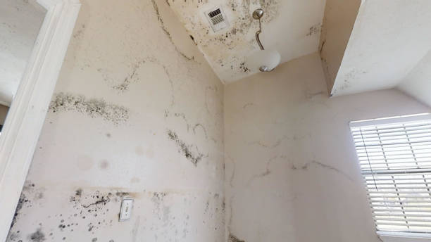 Best Basement Mold Removal  in Oakdale, PA
