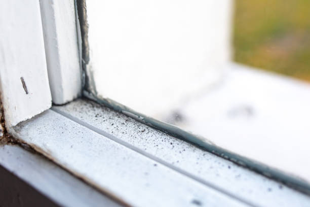 Oakdale, PA Mold Removal Company