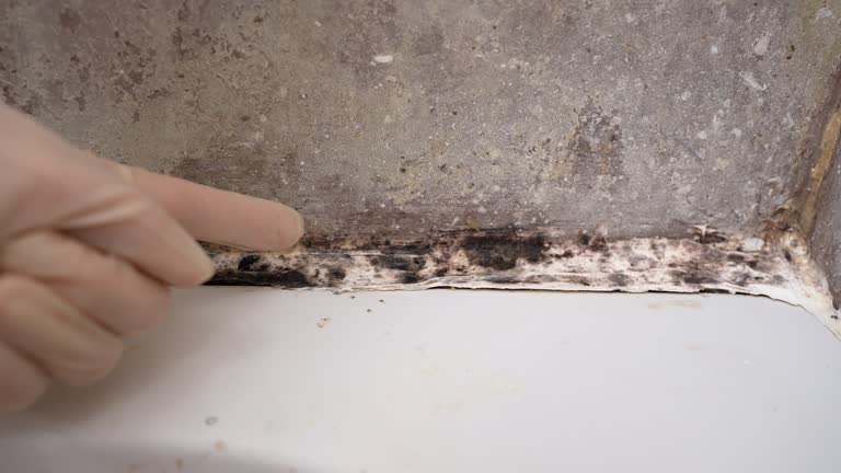 Mold Remediation for Rental Properties in Oakdale, PA